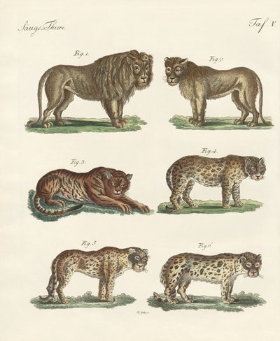 Biting animals by German School