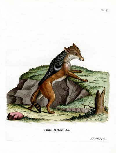 Black-backed Jackal by German School