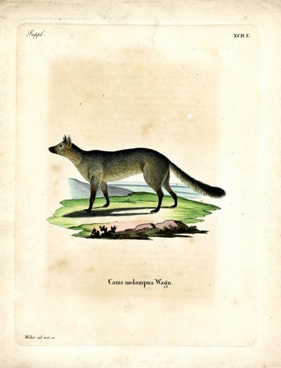 Black-backed Jackal by German School