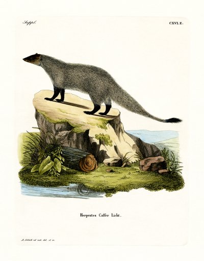 Black-footed Mongoose by German School