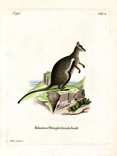 Black-footed Rock-wallaby by German School
