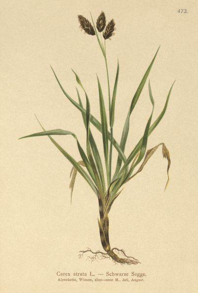 Black Alpine-sedge by German School
