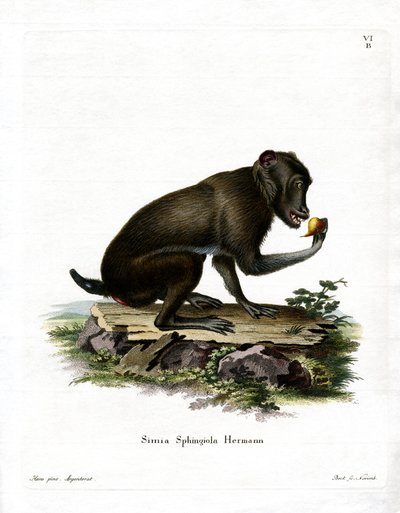 Black Baboon by German School