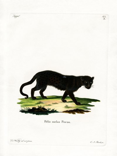 Black Leopard by German School