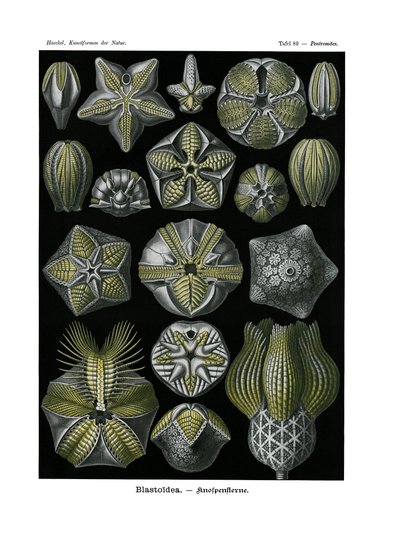 Blastoidea by German School
