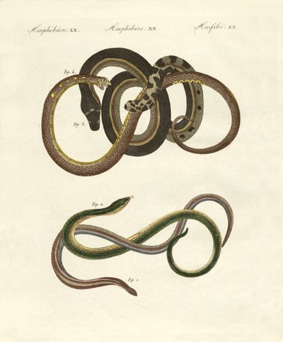 Blindworms by German School