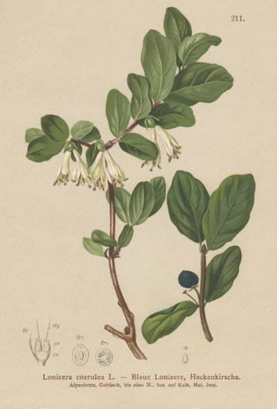 Blue Honeysuckle by German School