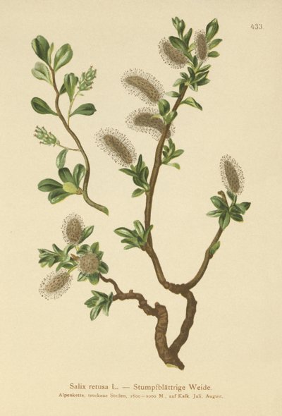 Blunt-leaved Willow by German School