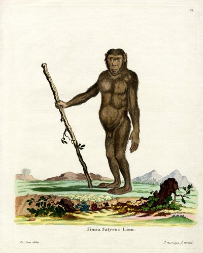 Bornean Orangutan by German School