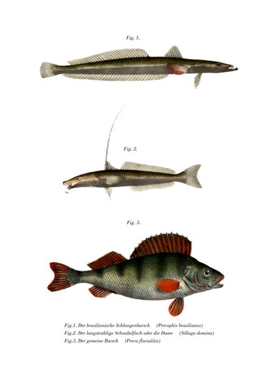 Brazilian Flathead by German School