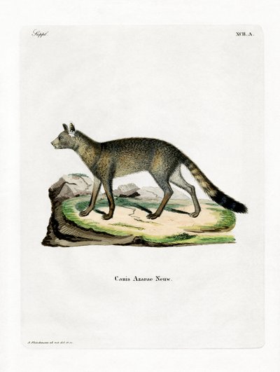 Brazilian Fox by German School