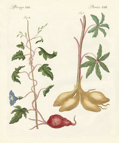 Bread Plants by German School