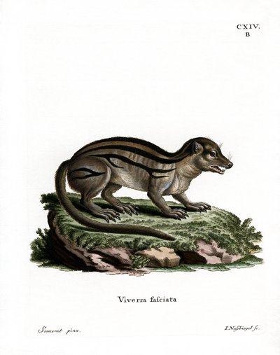 Broad-striped Malagasy Mongoose by German School