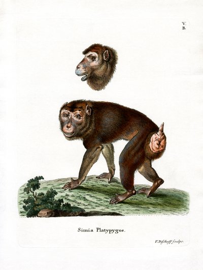 Brown Baboon by German School