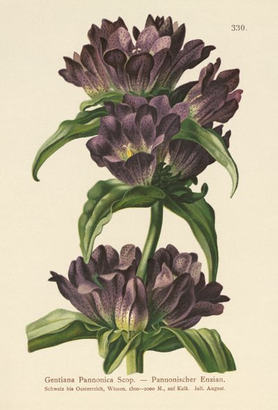 Brown Gentian by German School