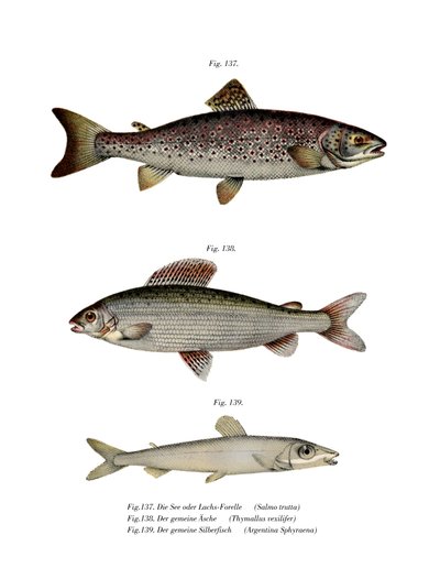 Brown Trout by German School