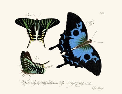 Butterflies by German School