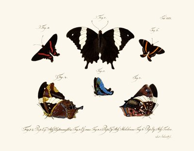 Butterflies by German School