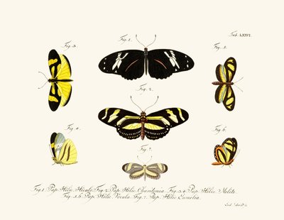 Butterflies by German School