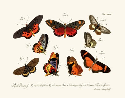Butterflies by German School