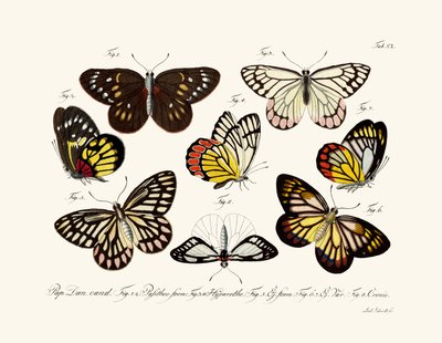 Butterflies by German School