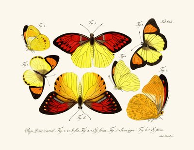 Butterflies by German School