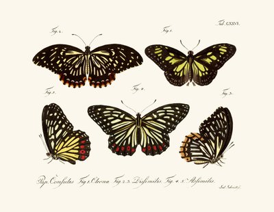 Butterflies by German School