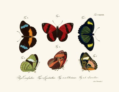 Butterflies by German School