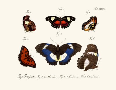 Butterflies by German School
