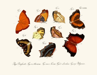 Butterflies by German School