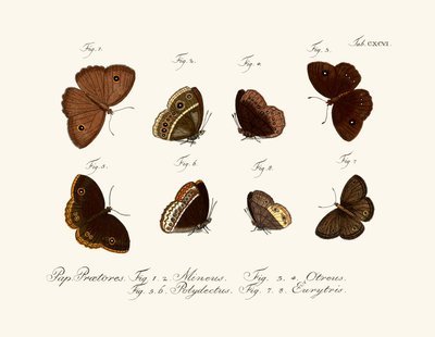 Butterflies by German School