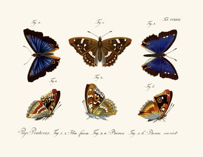 Butterflies by German School