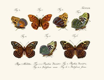 Butterflies by German School