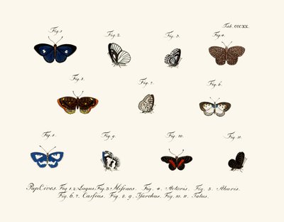 Butterflies by German School