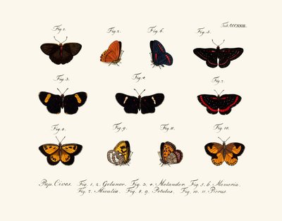 Butterflies by German School