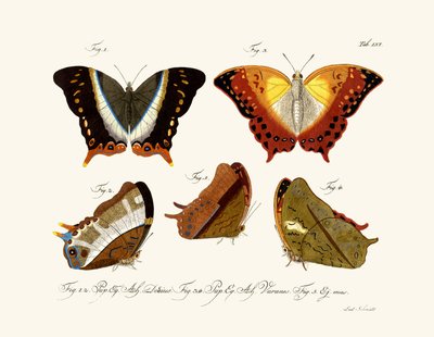Butterflies by German School