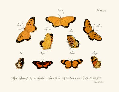 Butterflies by German School