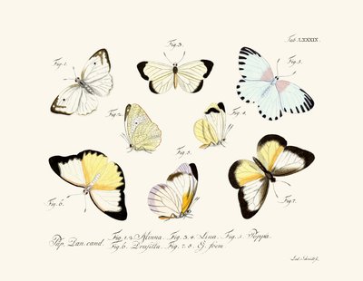Butterflies by German School