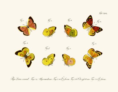 Butterflies by German School