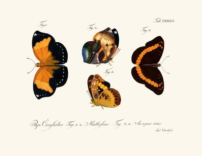 Butterflies by German School