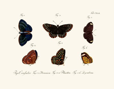 Butterflies by German School