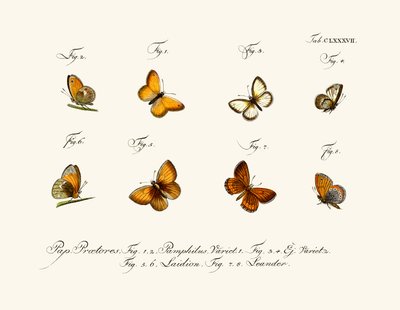 Butterflies by German School