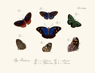 Butterflies by German School