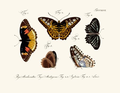 Butterflies by German School