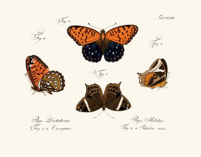 Butterflies by German School