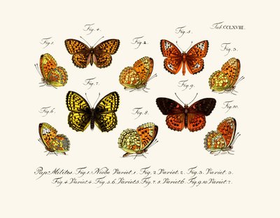 Butterflies by German School