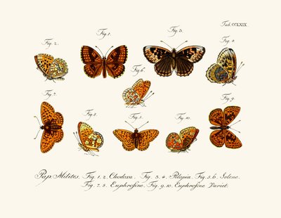 Butterflies by German School