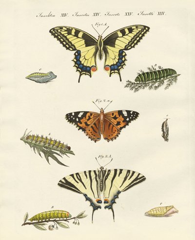 Butterflies by German School