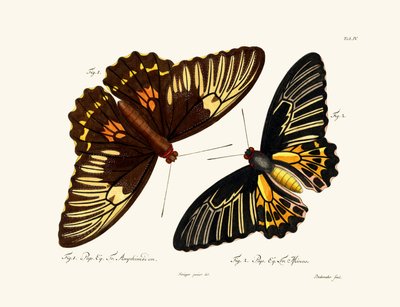 Butterflies by German School