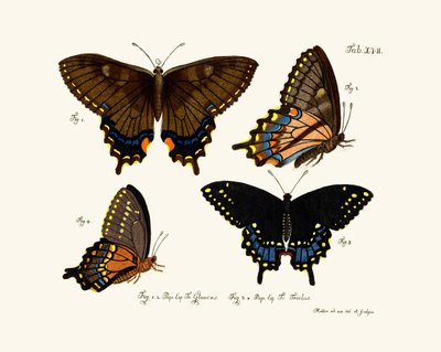 Butterflies by German School